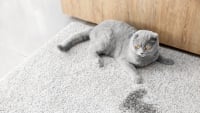 Illustration : Prévenir les problèmes urinaires chez le chat