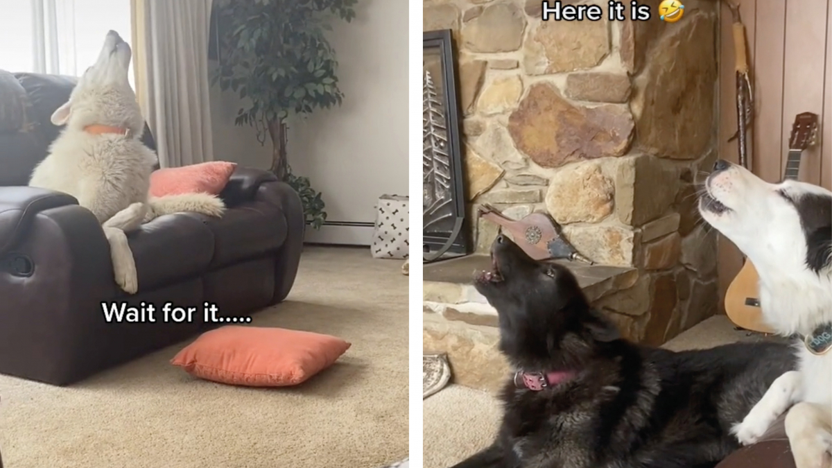 Illustration : "Un chien loup a pris l'habitude de réveiller la maison avec des hurlements en espérant que ses copains l'imitent ! (vidéo)"