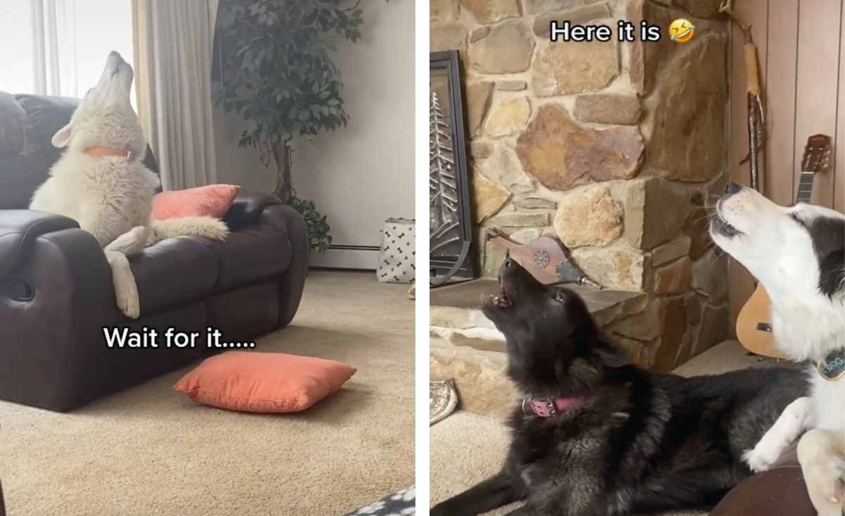 Illustration : "Un chien loup a pris l'habitude de réveiller la maison avec des hurlements en espérant que ses copains l'imitent ! (vidéo)"