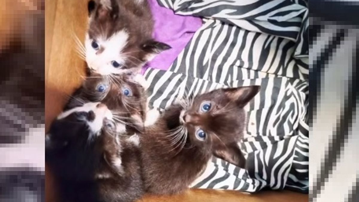 Illustration : "Une douce vidéo virale montre comment une femme a convaincu son partenaire d'accueillir plus de chats dans leur foyer"