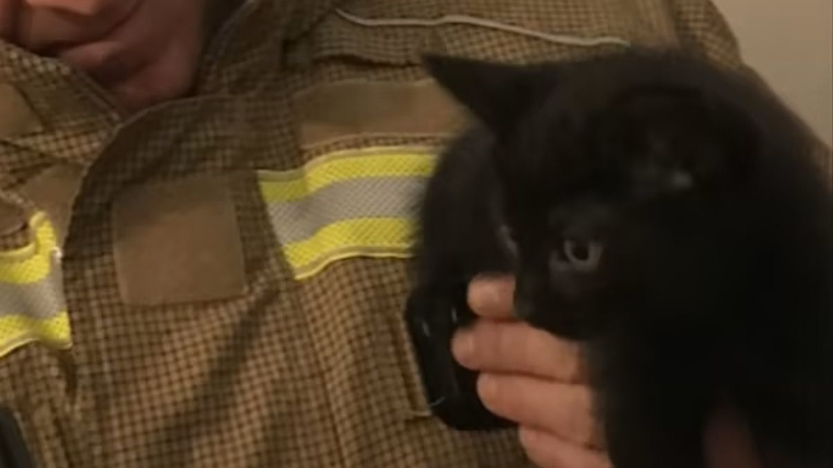 Illustration : "Le jour du déménagement, un chaton reste coincé dans le mur de sa nouvelle maison et nécessite l'intervention des pompiers"