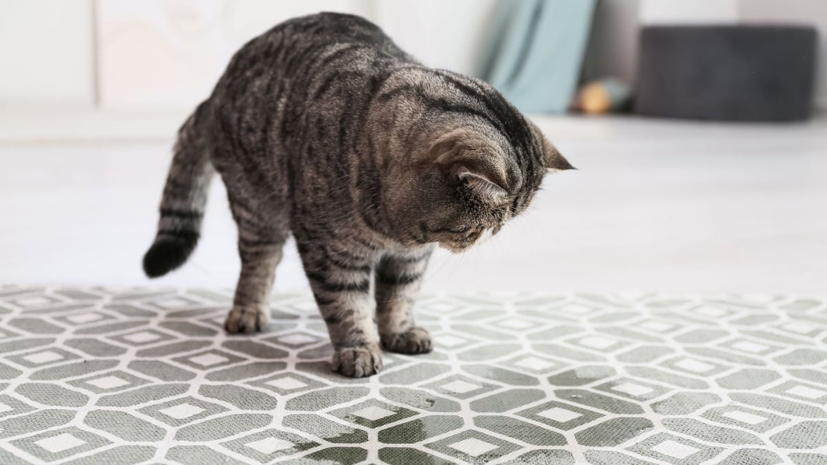 Illustration : "Comprendre le marquage urinaire du chat et y remédier"