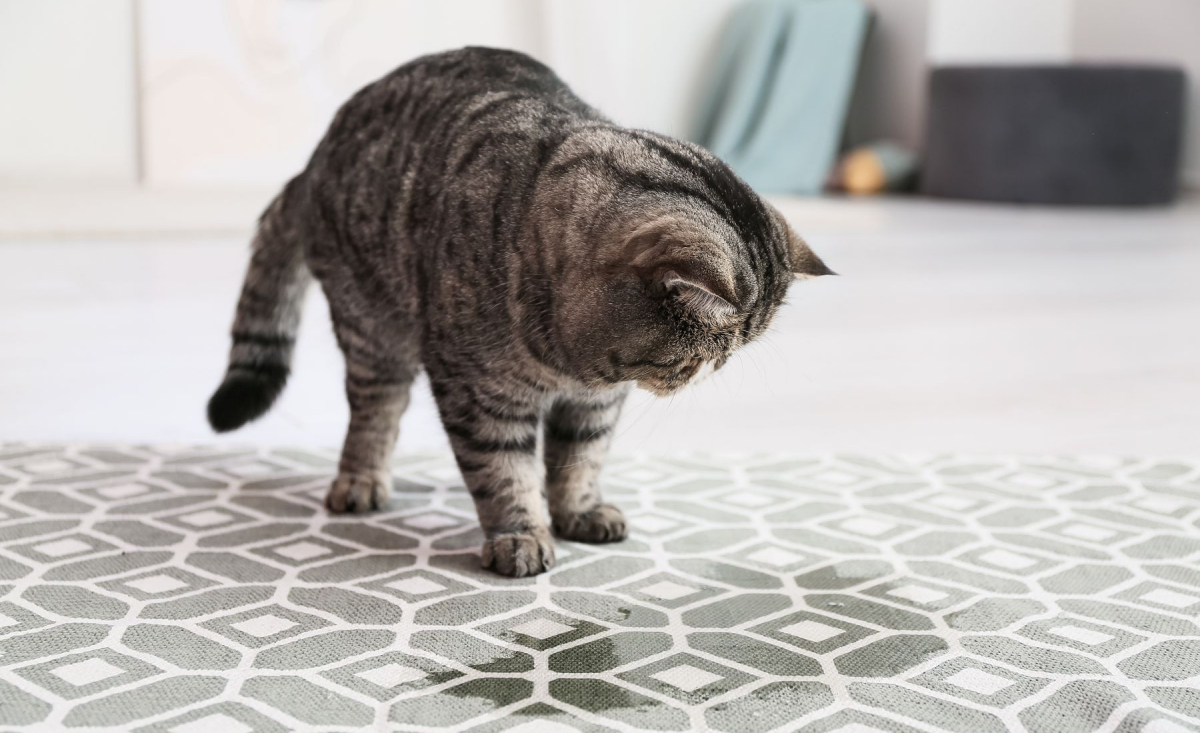 Illustration : "Comprendre le marquage urinaire du chat et y remédier"