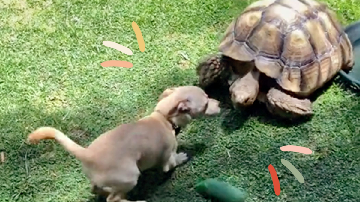 Illustration : "Un chien joyeux et énergique se prend d'affection pour une tortue, avec laquelle il veut toujours s'amuser ! (Vidéo)"