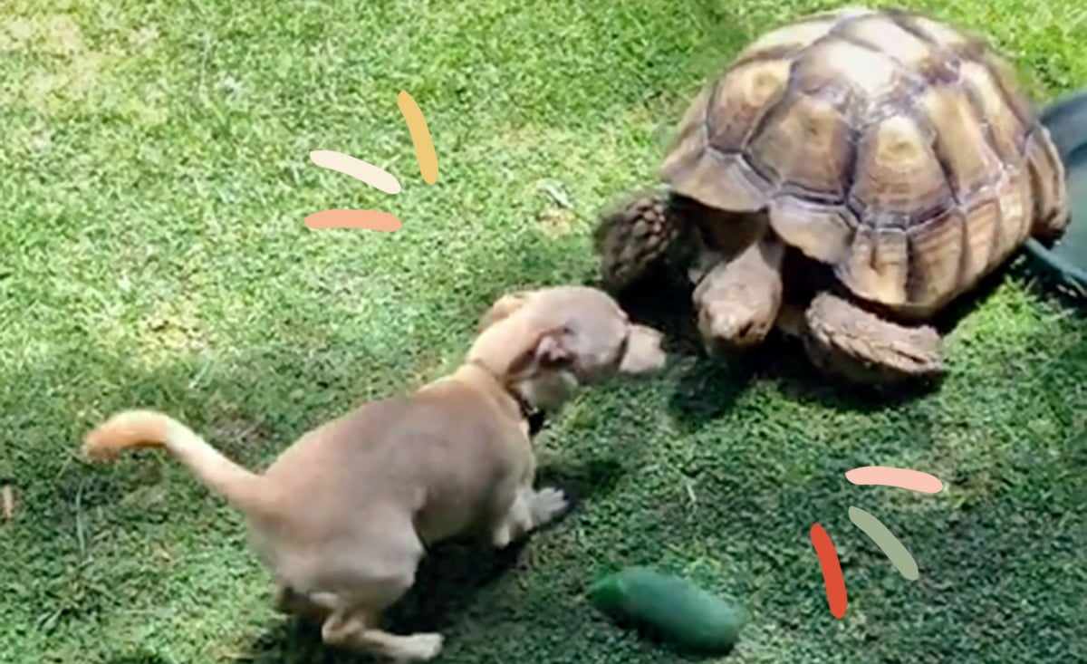 Illustration : "Un chien joyeux et énergique se prend d'affection pour une tortue, avec laquelle il veut toujours s'amuser ! (Vidéo)"