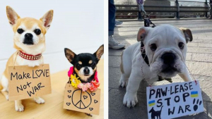 Illustration : "Des centaines de chiens accompagnés de leurs propriétaires brandissent des pancartes dans la rue pour soutenir des associations ukrainiennes "