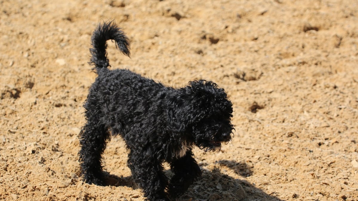 Illustration : "15 chiens portant fièrement de jolies mèches bouclées"