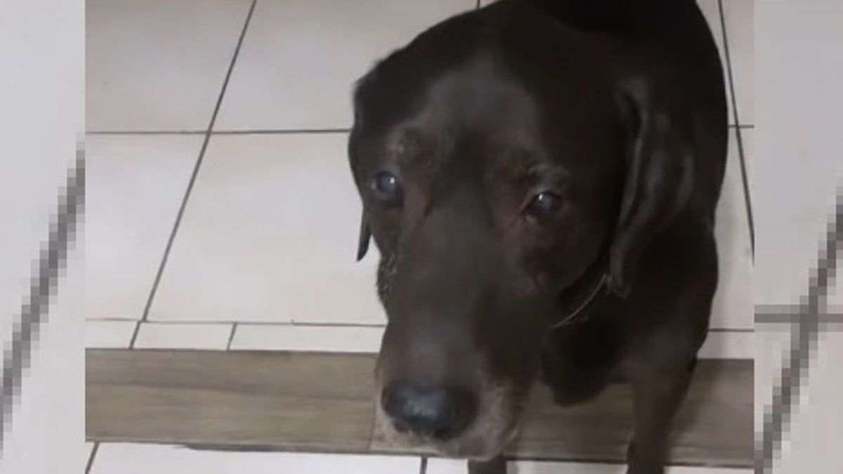 Illustration : "Une femme adresse un adieu spécial à son chien âgé qui vit ses derniers jours (vidéo)"