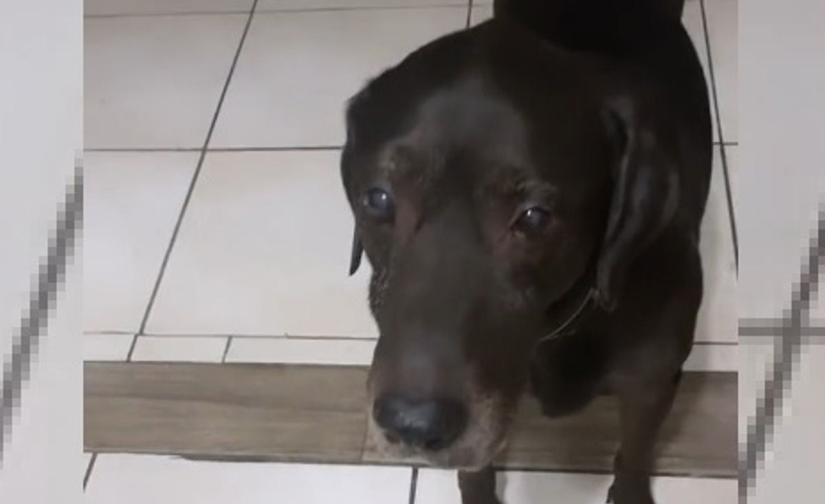 Illustration : "Une femme adresse un adieu spécial à son chien âgé qui vit ses derniers jours (vidéo)"