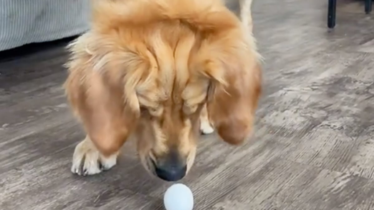 Illustration : "Le quart d'heure de folie d'un Golden Retriever captivé par un œuf ! (Vidéo)"