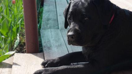 Illustration : Elle amène son chien lors de son premier rendez-vous, mais l'homme a une réaction déconcertante