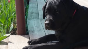 Illustration : "Elle amène son chien lors de son premier rendez-vous, mais l'homme a une réaction déconcertante"