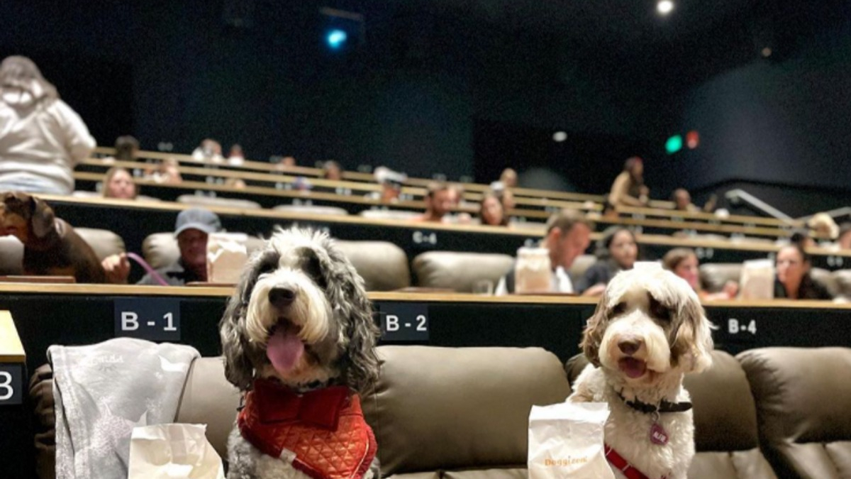 Illustration : "16 photos de chiens cinéphiles heureux de regarder un film avec leur propriétaire "