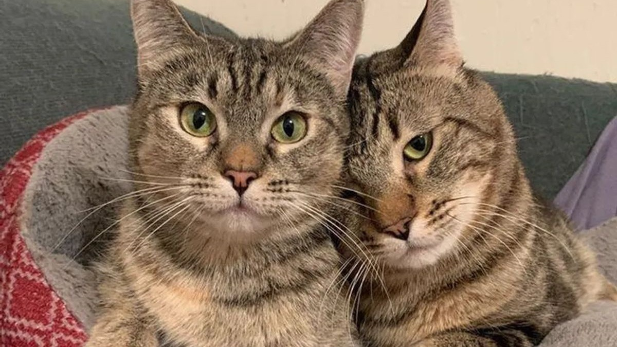 Illustration : "2 chats atteints d'un trouble neurologique affectant leur équilibre ont attendu un an avant de trouver leur nouvelle famille"