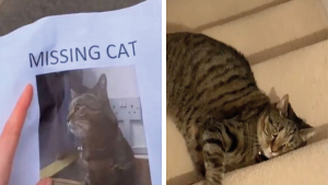Illustration : "Une femme en conflit avec sa voisine essaie de lui voler son chat en publiant des faux avis de recherche (vidéo)"