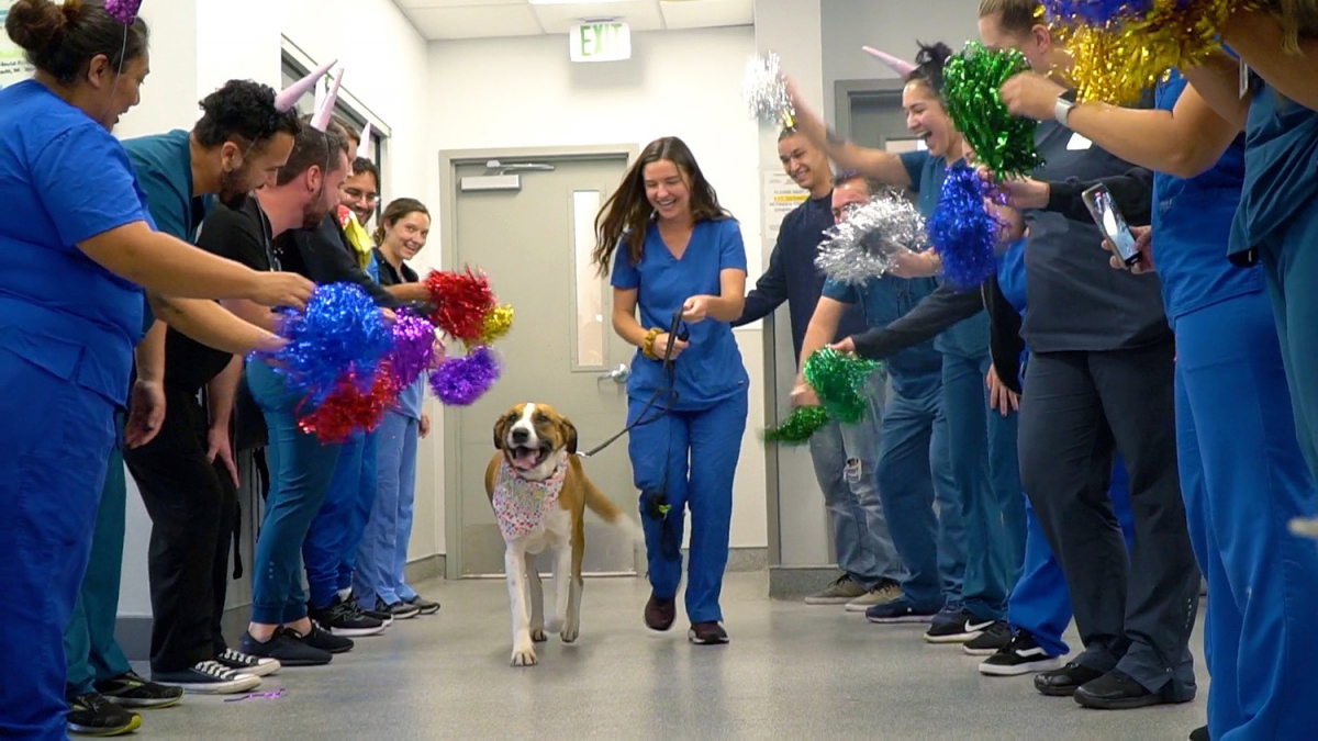 Illustration : "Une équipe vétérinaire organise une fête pour célébrer la victoire d'un chien contre le cancer (vidéo)"