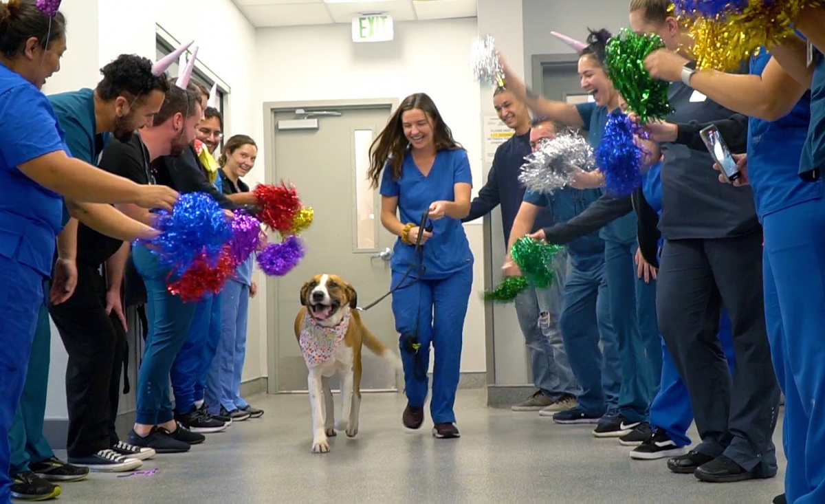 Illustration : "Une équipe vétérinaire organise une fête pour célébrer la victoire d'un chien contre le cancer (vidéo)"