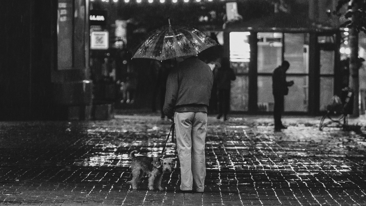 Illustration : "6 conseils pour réussir les balades sous la pluie avec son chien"