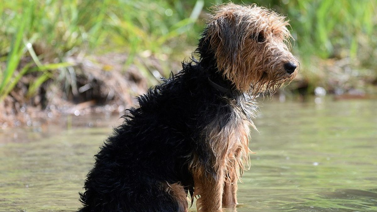 Illustration : "Une sexagénaire risque sa vie dans un lac gelé pour sauver son chien de la noyade"