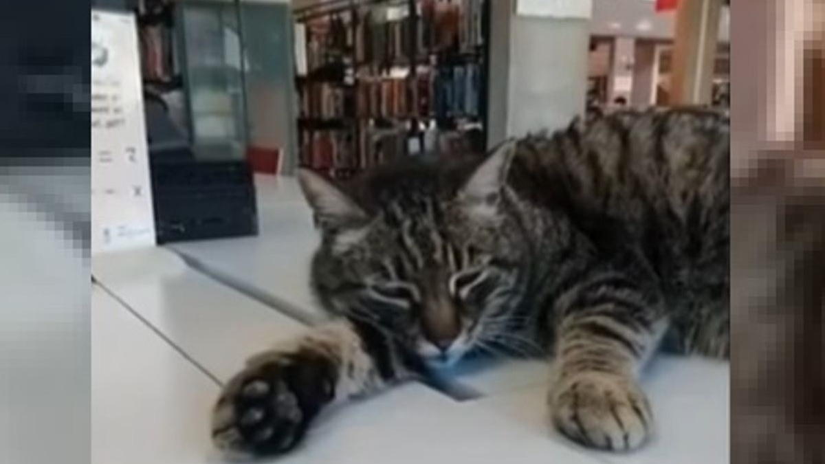 Illustration : "Un chat élit domicile dans une bibliothèque universitaire et fait le bonheur des étudiants"