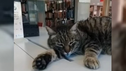 Illustration : Un chat élit domicile dans une bibliothèque universitaire et fait le bonheur des étudiants