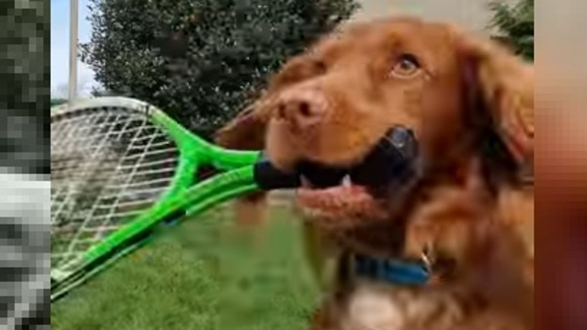 Illustration : "Ce chien talentueux joue au tennis avec sa propriétaire et possède même sa propre raquette !"