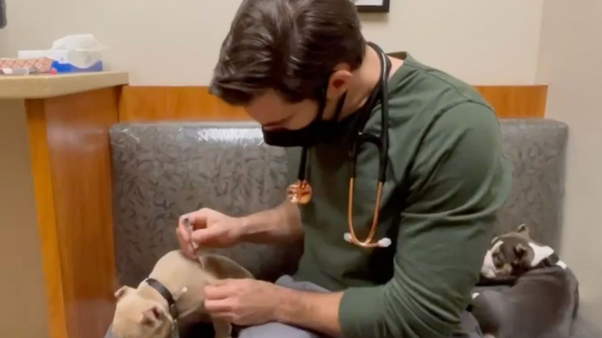 Illustration : "La technique douce et astucieuse d'un vétérinaire pour administrer un vaccin sans que les chiots ne s'en aperçoivent (vidéo)"