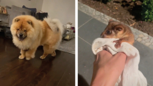 Illustration : "En revenant du jardin, son Chow Chow ramène un compagnon inattendu ! (Vidéo)"