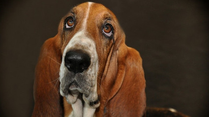 Illustration : Le secret du pouvoir attendrissant dans le regard de votre chien expliqué par la science