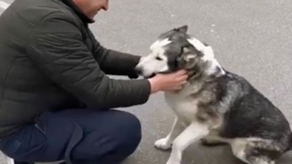 Illustration : "Ukraine : un chiot Husky survit aux atrocités de Boutcha et vit des retrouvailles poignantes avec son propriétaire (vidéo)"