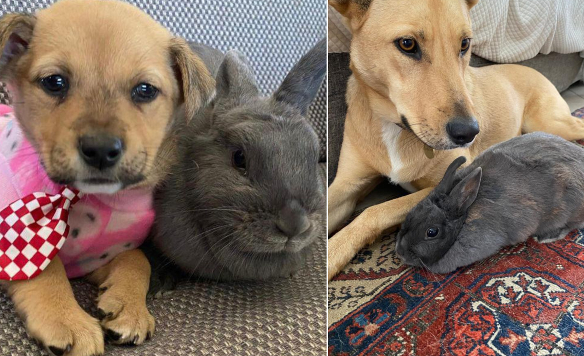 Illustration : "Découvrez l'émouvante amitié entre un chien et un lapin qui ont grandi ensemble (vidéo)"