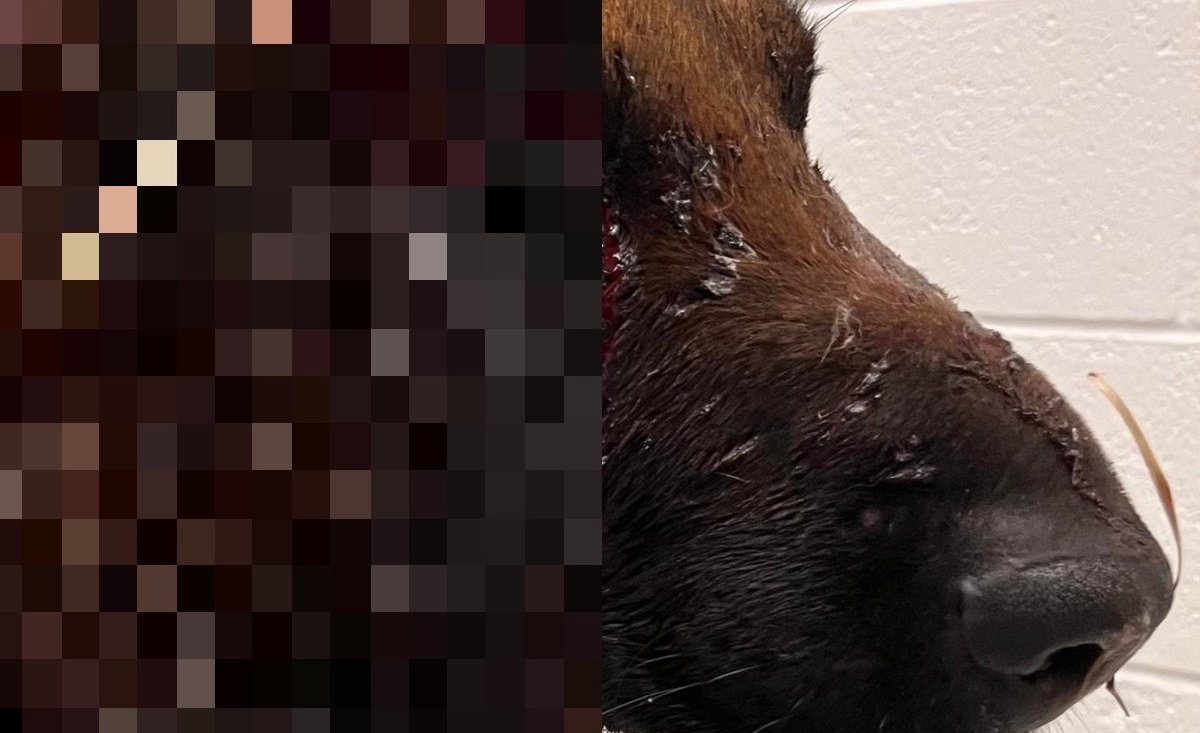 Illustration : "Un Malinois maltraité devenu borgne après un tir de fusil survit par miracle et s'offre un nouveau départ"