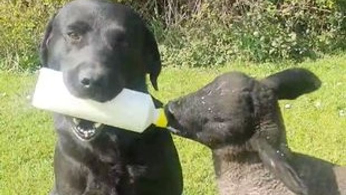 Illustration : "Le soutien adorable d'un chien de ferme qui nourrit un agneau orphelin au biberon"