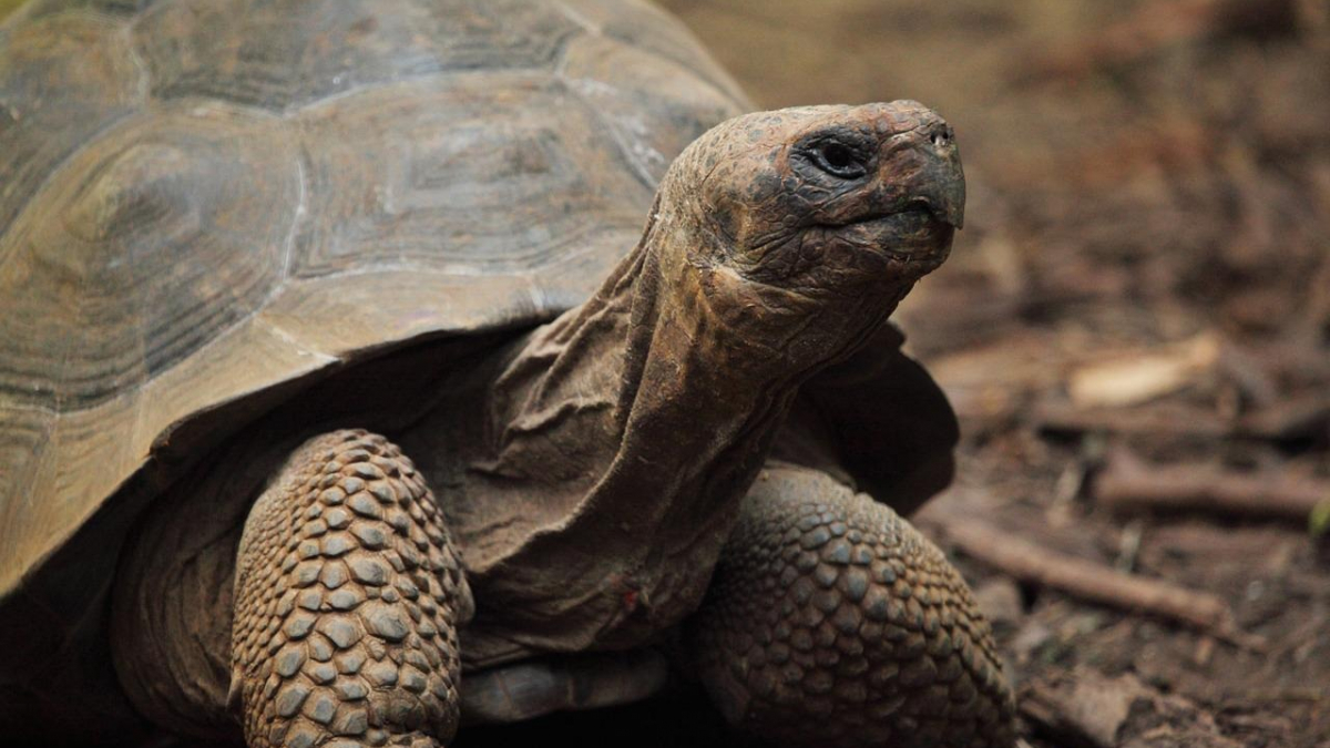 Illustration : "8 faits intéressants concernant les tortues terrestres"