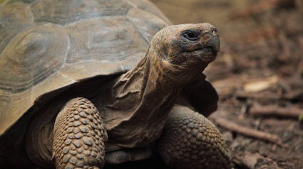 Illustration : 8 faits intéressants concernant les tortues terrestres