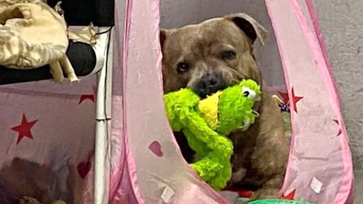 Illustration : "Un chien stressé après avoir vécu 1 an dans un refuge. Une bénévole prend une décision radicale pour lui !"