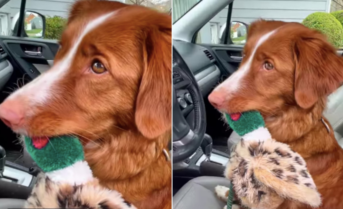 Illustration : "La réaction adorable d'un chien pris en flagrant délit de « vol de jouet » dans une animalerie (vidéo)"