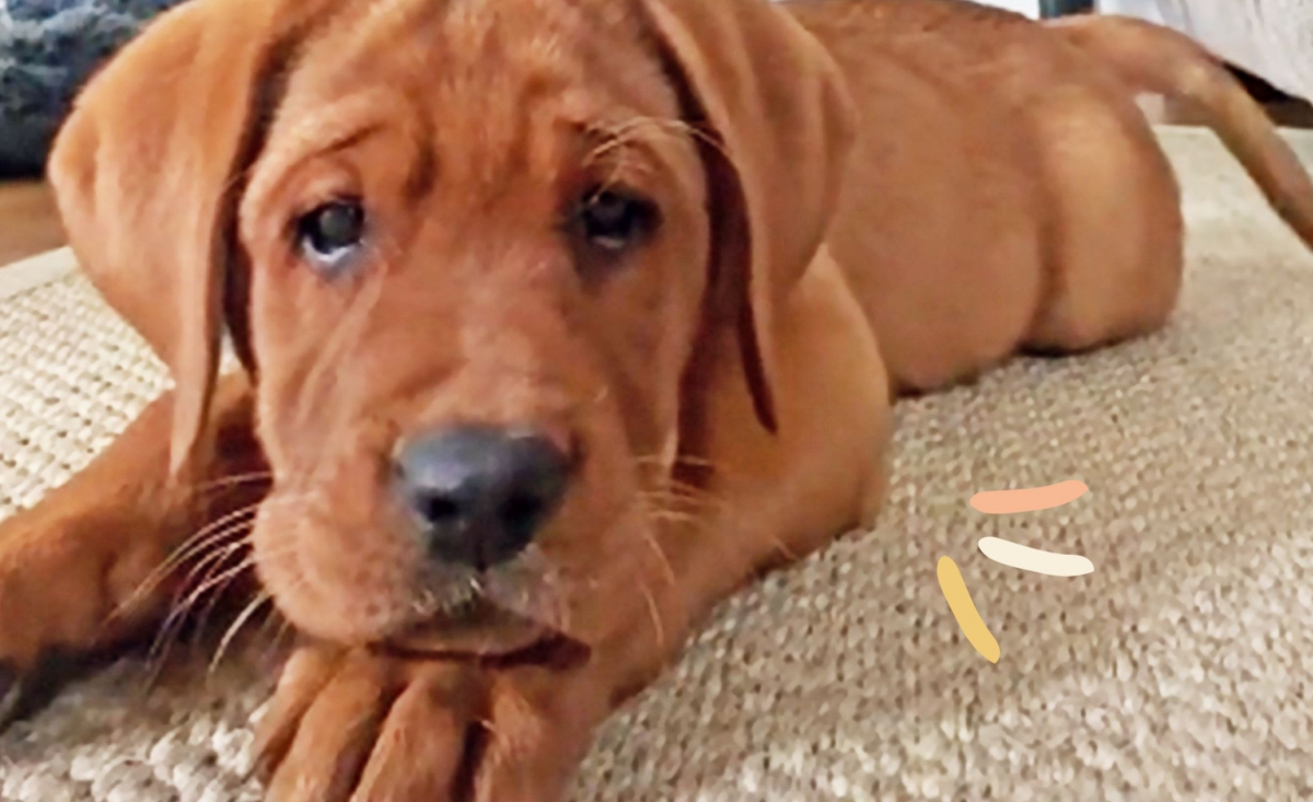 Illustration : "Cette vidéo craquante d'un chiot jouant avec la caméra du téléphone a été visionnée près de 20 millions de fois !"