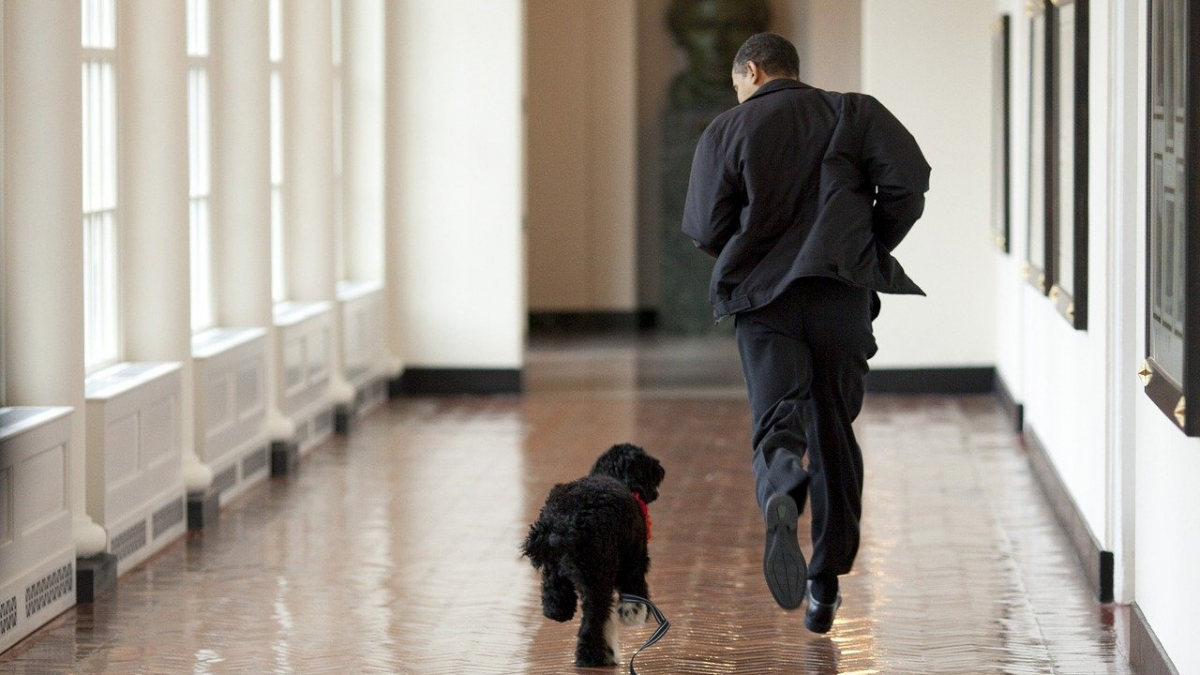 Illustration : "5 petits potins sur les chiens des présidents"