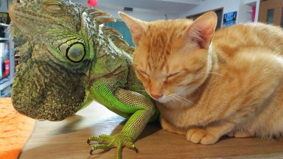 Illustration : "Un chat se sert des écailles de son ami iguane pour se gratter (vidéo)"