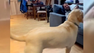 Illustration : Cette vidéo montrant une chienne rappeler sa soeur à l'ordre a amusé de nombreux internautes