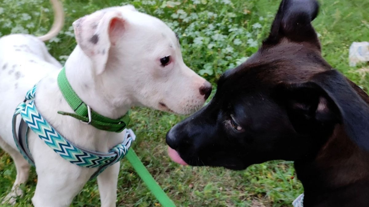 Illustration : "Un chiot solitaire né avec des pattes tordues démarre une amitié émouvante avec un chien sourd"