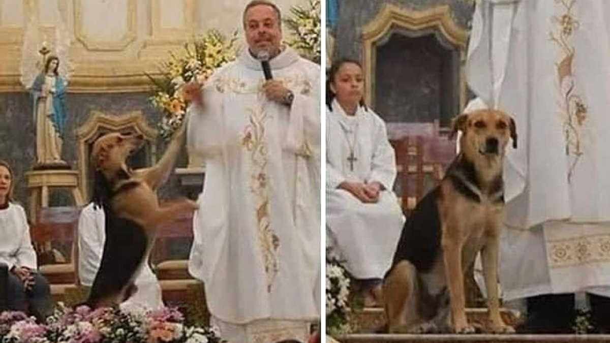 Illustration : "Chaque dimanche, ce prêtre présente des chiens errants à ses fidèles pour une éventuelle adoption "