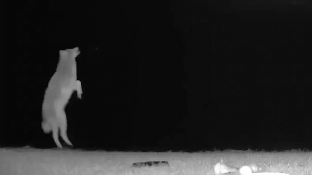 Illustration : "Une caméra de surveillance surprend un coyote s'amuser avec les jouets du chien"