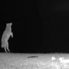 Illustration : Une caméra de surveillance surprend un coyote s'amuser avec les jouets du chien