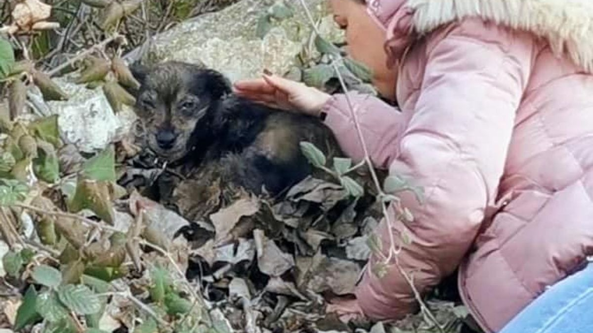 Illustration : "Ce chien rachitique et malade attendait la mort dans un tas de feuilles, jusqu'à l'arrivée d'une sauveteuse (vidéo)"