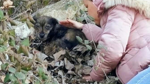 Illustration : Ce chien rachitique et malade attendait la mort dans un tas de feuilles, jusqu'à l'arrivée d'une sauveteuse (vidéo)