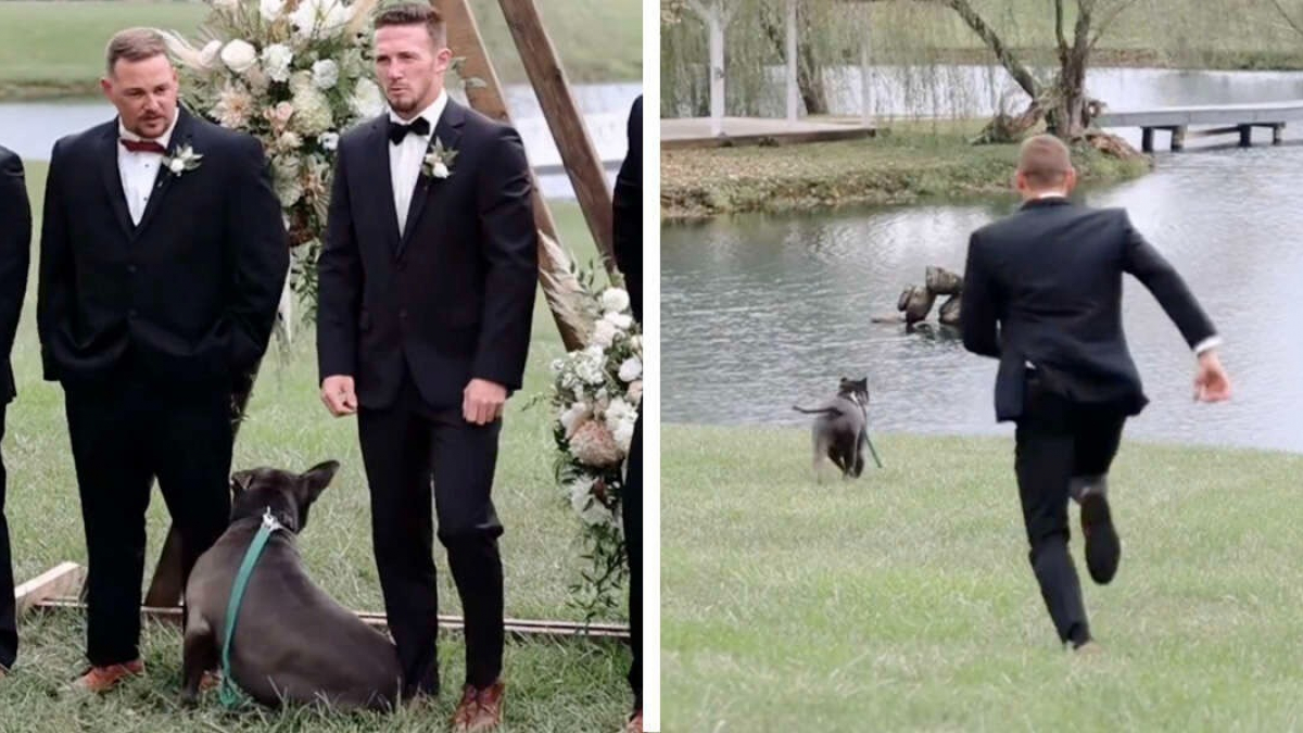 Illustration : "Le comportement inattendu de ce chien lors d'une séance photo crée un souvenir de mariage drôle et inoubliable ! (Vidéo)"