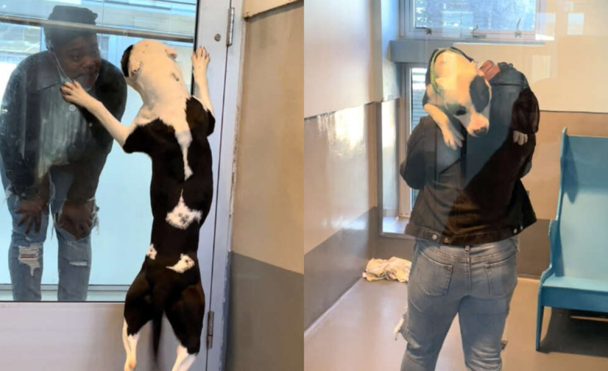 Illustration : "Un chien pensait avoir perdu sa famille pour toujours, mais le destin a décidé de les réunir (vidéo)"
