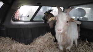 Illustration : 2 boucs nains unis par des liens très forts atteignent un havre de paix inespéré au terme de leur odyssée (vidéo)